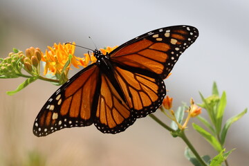 Closeup of a monarch on butterfly milkweed - obrazy, fototapety, plakaty