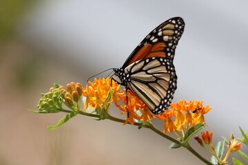 Profile of a monarch butterfly on milkweed