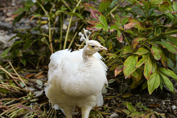 White peacock with a splendid tail and beautiful feathers in a bird and animal farm.