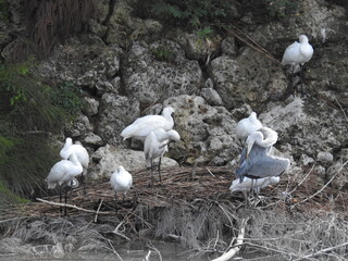 クロツラヘラサギ
