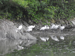 クロツラヘラサギ