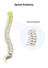 Spinal anatomy cervical spine cartoon in vector
