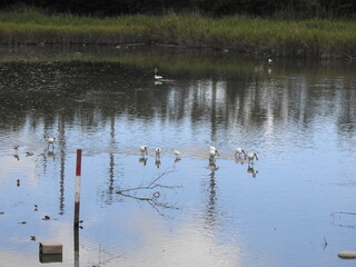 クロツラヘラサギ