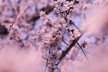 Flowering branches of a cherry tree in spring against a blue sky