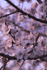 Flowering branches of a cherry tree in spring against a blue sky