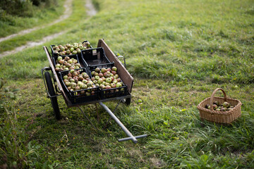 Fototapety na wymiar - Fototapeta24.pl