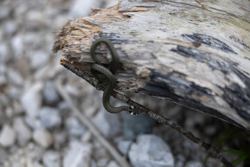 The Grass Snake (Natrix natrix) a very common non venomous snake of Julian European Alps that lives near water