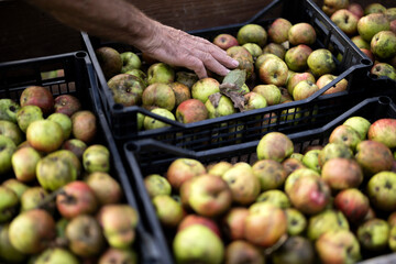 Caucasian Senior Man Farmer Hand Control Quality of Fresh Harvested Organic Apples in Crates Close Up