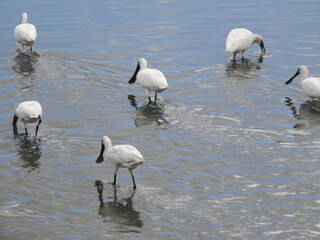 クロツラヘラサギ