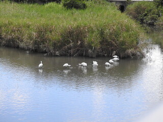クロツラヘラサギ