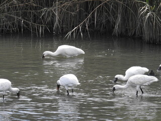 クロツラヘラサギ