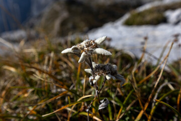 Alpenglow - Leontopodium alpinum - Edelweiss on Kriski podi above trentavalley in Julian Alps...