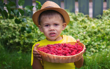 the boy holds a basket with ripe raspberry berries.