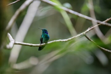 Colibrí posado en rama en la selva tropical de Costa Rica © GarayGreen