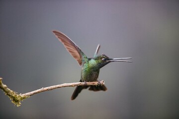 Hummingbird in Costa Rica with open beack and looking right