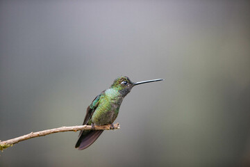 Hummingbird in Costa Rica looking at a profile angle