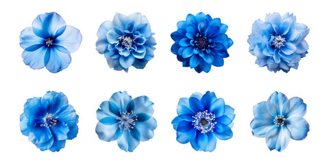Collection of various blue flowers isolated on a transparent background