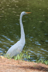 Great egret on the shore