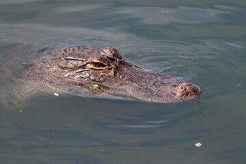 Profile of an American alligator in water