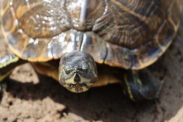 Closeup of a pond turtle out of water in summer sunshine