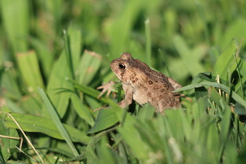 A toad sitting in grass