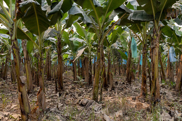 Visiting a banana plantation in the lowlands of Bolivia - Traveling and exploring South America