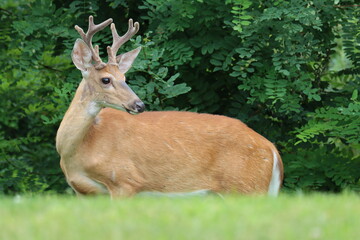 A male whitetail deer in velvet with his head turned