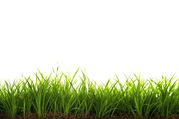 Fototapeta premium grass on banner isolated on white