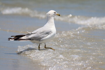 Obraz premium Closeup of a gull on the shore