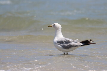 A ring billed gull standing in shallow water at the beach