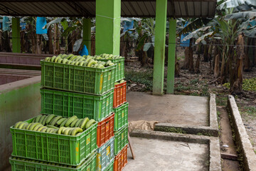 Stacked boxes with green bananas at a plantation in the lowlands of Bolivia waiting for their transport to the market - Traveling and exploring South America