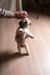 In this charming photography, a little Shih Tzu, a domestic canine breed, is an active and happy...