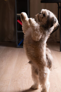 photography captures a playful Shih Tzu, a popular canine breed. Engaging in training and a delightful game, this domestic pet joy and companionship.
