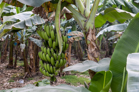 Bunch of green bananas growing on a banana tree at a plantation in the lowlands of Bolivia - Traveling and exploring South America