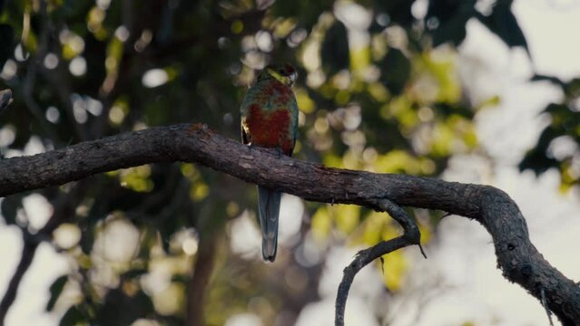 Vibrant Western Rosella, with its striking plumage, calmly perches on a branch. concept of the beauty of Australia's avian diversity in a natural setting.