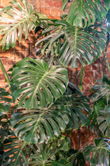 Tropical Monstera Deliciosa in living room over red bricks wall. Philodendron variety. Home gardening, trendy houseplant, plants decorations concept.  © DimaBerlin