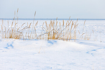 Winter beach landscape with dry coastal grass in white snow on a sunny day