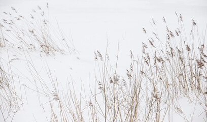 Dry coastal reed on a snowy sea coast, abstract natural background