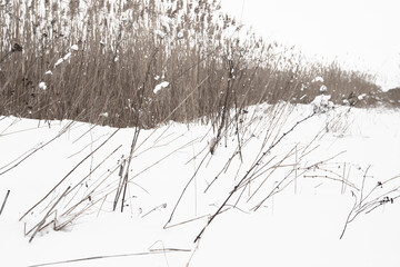 Frozen dry coastal grass and reed in white snow on a winter day