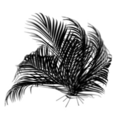 Gobos Light Plants Palm Effect