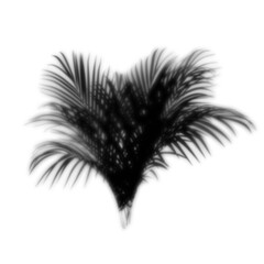 Gobos Plants Palm Effect