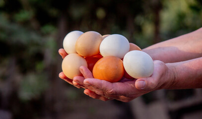 a woman holds collected chicken eggs in her hands