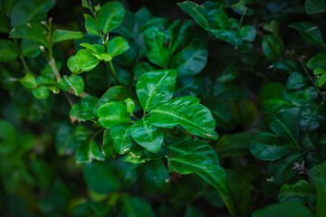 Moist green leaves after the rain.
