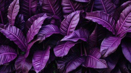 Full Frame of Purple Leaves Texture Background. tropical leaf