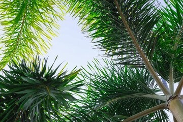 Fototapeta na wymiar Palm tree leaves viewed from below Sunlight filters in between the leaves.