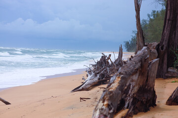 Tree remains on the beach, Phuket, Thailand