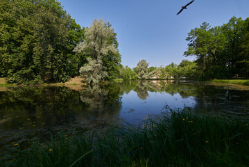 reflection of trees in the water