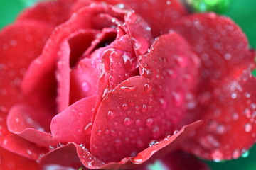 Regentropfen auf einer roten Rose
