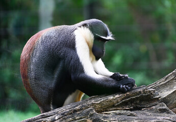 A Diana monkey on a tree