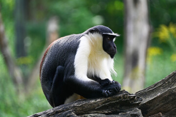 Portrait of a Diana monkey